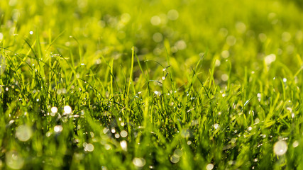 Green Grass Bokeh Background with Water Drops in the Morning