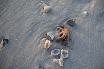 Star fish and sea shells 