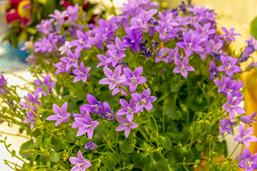 A beautiful bouquet of small purple flowers. Purple bluebells, green leaves