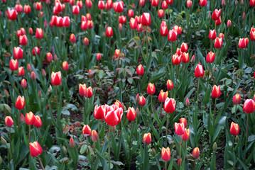 Blossom red tulips with  green leaves in the field