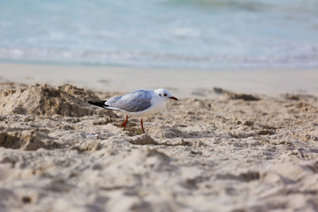 Seagulls on the beach in Hermosa watching the waves break on the shore waiting for food