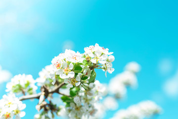 Branches of blossoming cherry against background of blue sky on nature outdoors. Cherry flowers, dreamy romantic. Spring banner with copy space.
