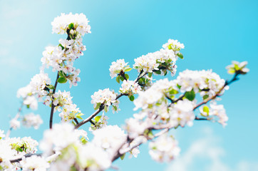 Obraz na płótnie Canvas Spring banner, branches of blossoming cherry against background of blue sky on nature outdoors. Cherry flowers, dreamy romantic image spring, landscape panorama, copy space.