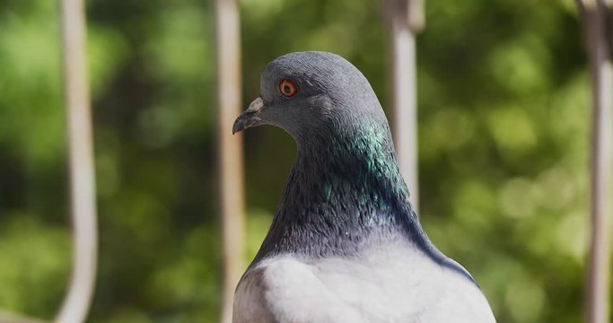 A pigeon, blue-winged dove with orange eyes and green spring background.