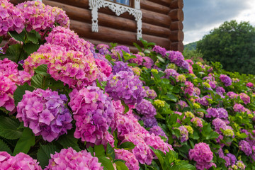 Large flowerbed with beautiful hydrangea flowers near a wooden house