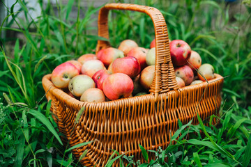 Freshly picked apples in the wooden basket on green grass.