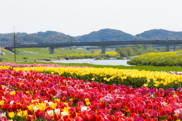 遠賀川河川敷のチューリップ　　福岡県直方市