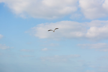 Seagull in flight against a blue sky, ascending with wings spread