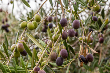 olive on a olive tree