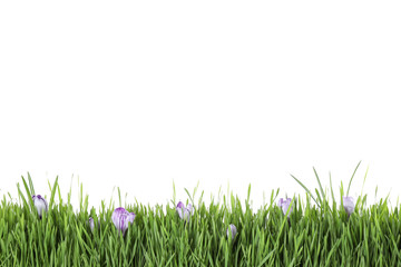 Fototapeta premium Fresh green grass and crocus flowers on white background. Spring season