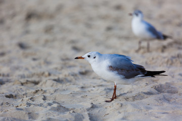 Seagulls on the beach in Hermosa watching the waves break on the shore waiting for food