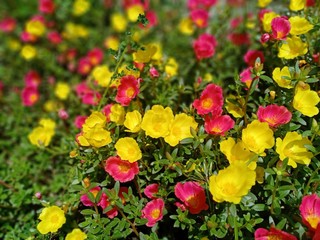 Obraz premium yellow and red flower petals that grow in front of the house