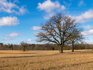 spring landscape with lone oak tree in the middle of the field