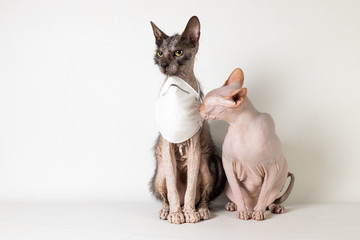 Masked Sphynx and Lykoi sniffing