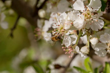 The pear (Pyrus communis) tree blooms in the mountains and a bee collecting nectar.