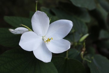 Bauhinia white orchid flower 