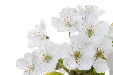 Luxury white Cherry blossom branch on white. Studio shot of fresh white cherry flowers with branch and green leaves isolated on white background
