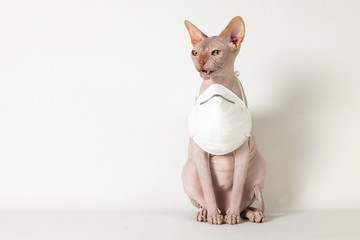 Masked Sphynx