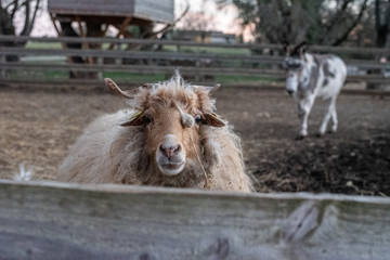 Fototapeta premium Mouton à poil long et âne