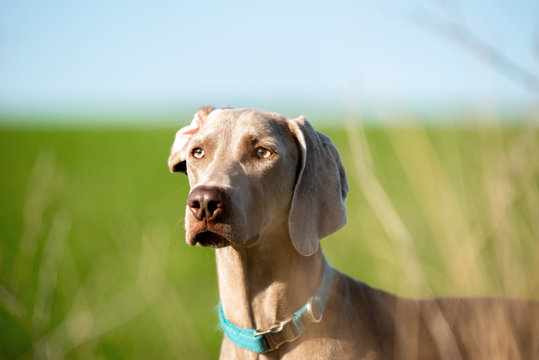 A weimaraner dog in the forest.