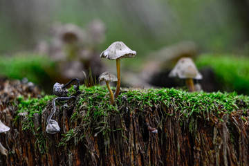 inedible poisonous mushrooms grow on an old stump, the background is blurred, autumn