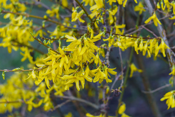Bright yellow Forsythia flowers in early spring in a city park.