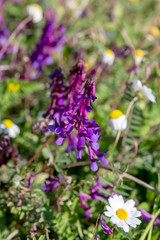 Obraz premium The blooming plant (Vicia varia) close-up
