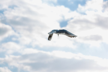 Seagull in flight against a blue sky, ascending with wings spread
