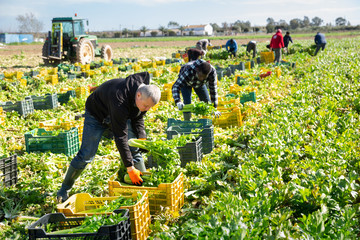 Group of men gardeners picking harvest of fresh celery to crates - obrazy, fototapety, plakaty