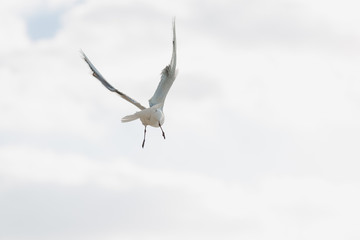 Seagull in flight against a blue sky, ascending with wings spread