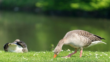 eating goose on the grass