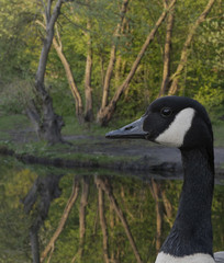 A goose on a canal with reflection background in Dudley, UK