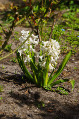Lovely white-colored hyacinths in a spring garden.