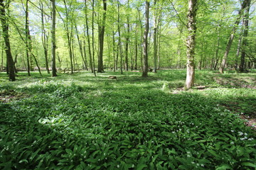 wildes Bärlauch Feld im Wald