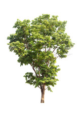 Fototapeta premium The tree looks beautiful, isolated on a white background.