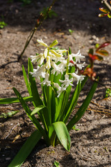 Lovely white-colored hyacinths in a spring garden.