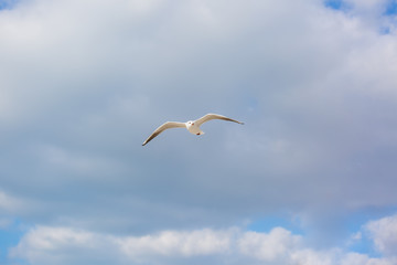 Seagull in flight against a blue sky, ascending with wings spread