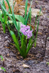 Beautiful pink-colored hyacinths in a spring garden.
