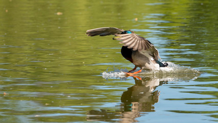 duck landing on water