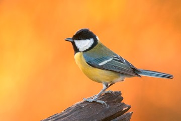 Obraz premium Great Tit bird sitting on old wood at sunset. In forest ,closeup. Looking for food. Genus species Parus major.
