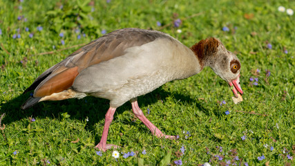 colorful goose on the grass with something in the mouth