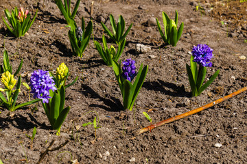 Lovely purple hyacinths in a spring garden.
