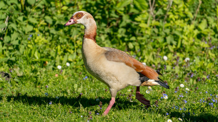 colorful goose on the grass