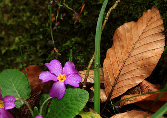 violet flower in the forest