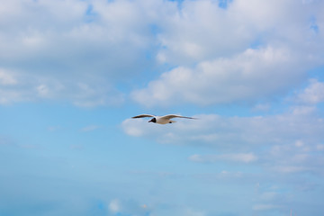 Seagull in flight against a blue sky, ascending with wings spread