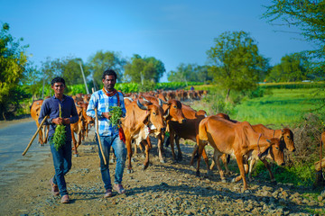 Indian cattle field ,Rural india