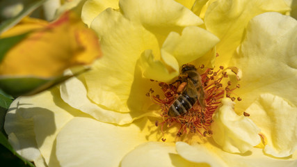 Naklejka na ściany i meble bee on yellow flower on a sunny day