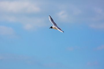 Seagull in flight against a blue sky, ascending with wings spread