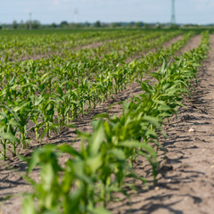 freshly sown corn field landscape