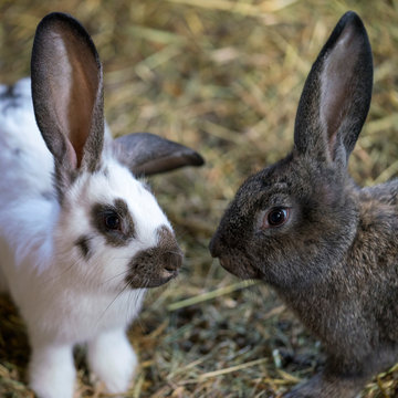 two cute rabbits on the floor